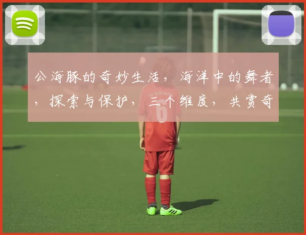 公海豚的奇妙生活，海洋中的舞者，探索与保护，三个维度，共赏奇观